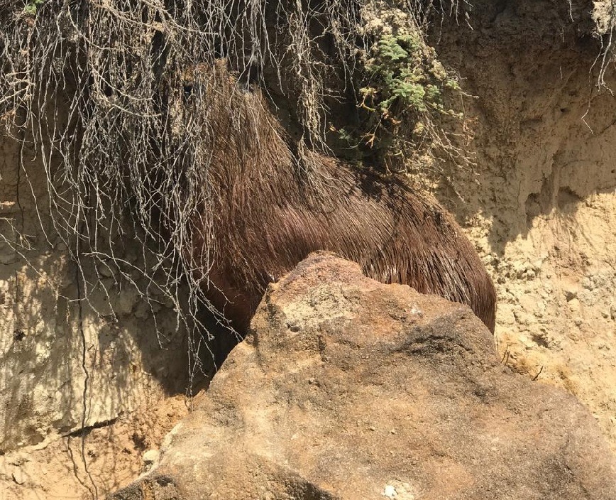 Capivara é flagrada em Ponta Negra; entenda por que isso tem se repetido