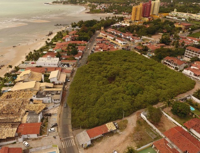 Cajueiro de Pirangi é reconhecido como patrimônio natural e turístico do RN