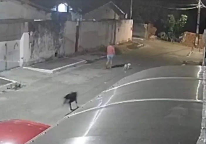 VÍDEO: Mulher fica ferida após ser atacada por pitbulls na Grande Natal