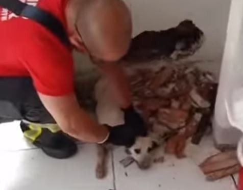 [VÍDEO] Inusitado: Cachorrinho fica preso na parede