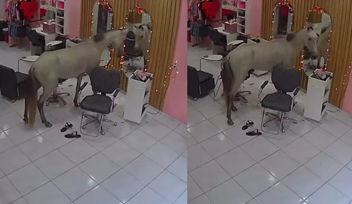 Cavalo invade salão de beleza para se olhar no espelho