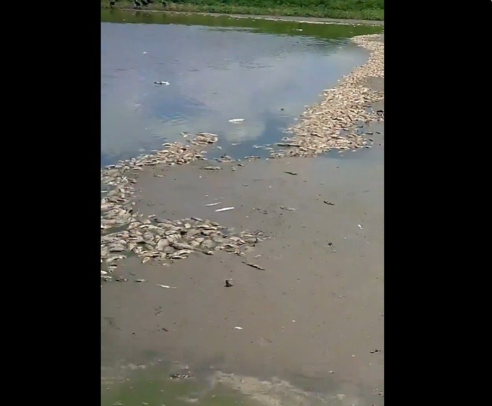 VÍDEO: Açude Itans seca quase por completo e peixes morrem em massa em Caicó