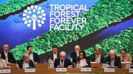 China frustra governo e recusa aportar no fundo florestal de US$ 125 bilhões