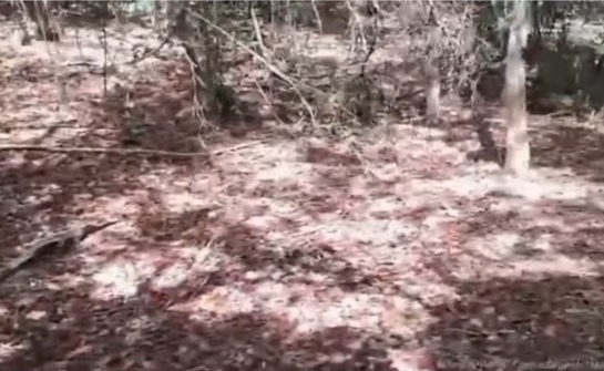 [VÍDEO] Veja possível área usada por facção criminosa para esconderijo em Mãe Luiza, aponta sargento
