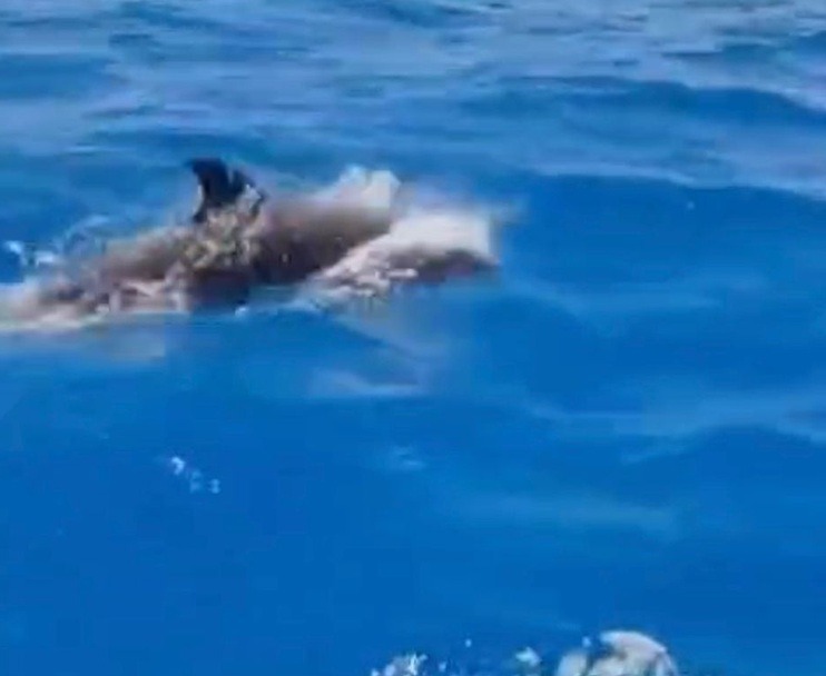 VÍDEO: Pescadores avistam golfinhos no mar de Pitangui