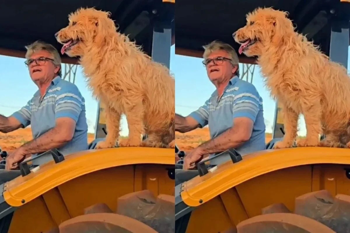 Que grude! Amizade entre cachorro “carrapato” e tutor conquista a web