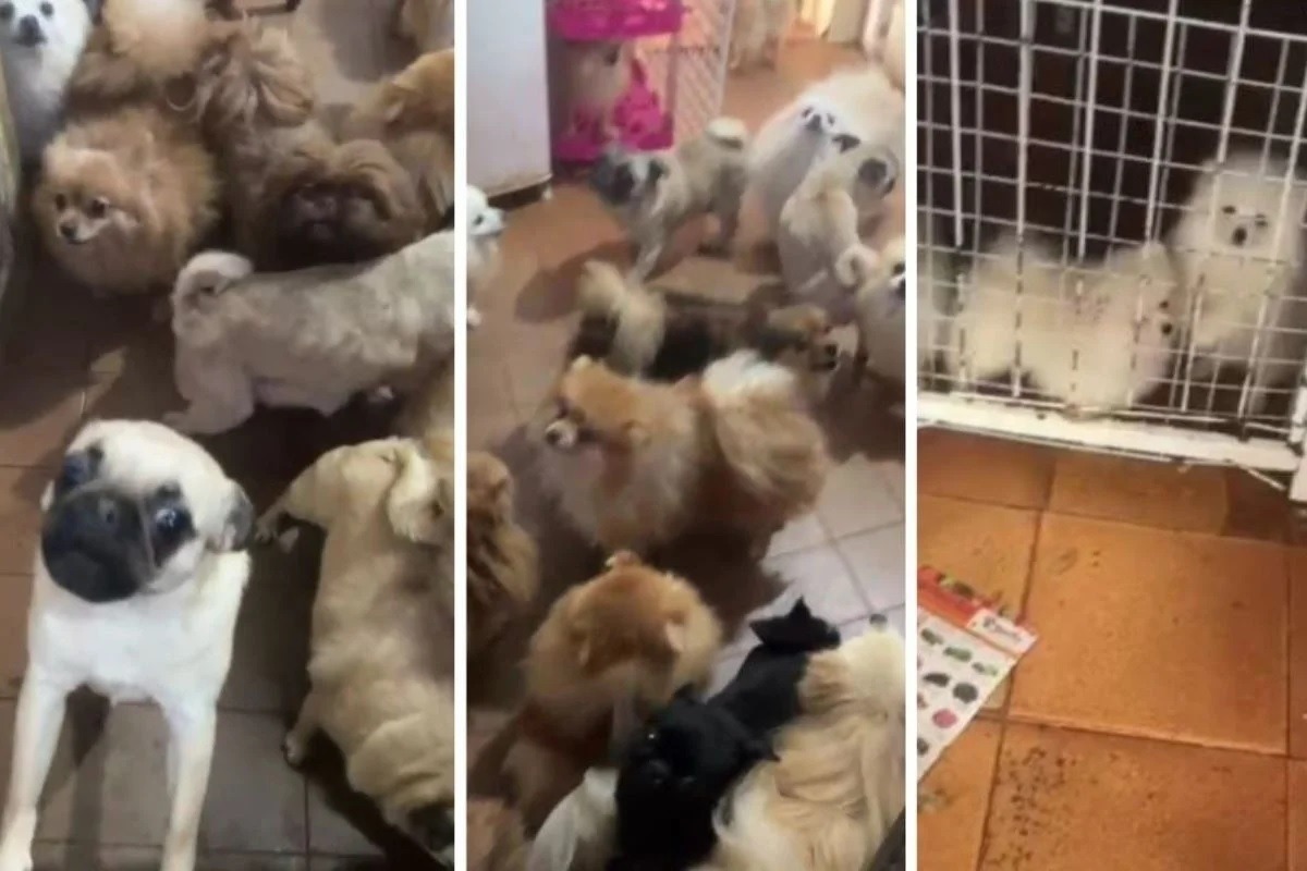 PM resgata 72 cães em casa infestada de fezes; dono nega maus-tratos e acaba preso