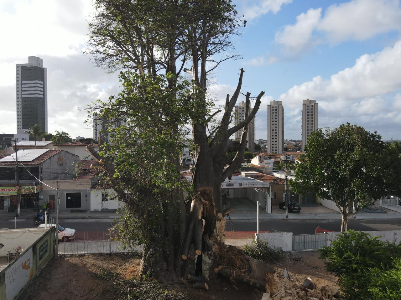 Após quedas de galhos, ‘Baobá do Poeta’ é reduzido de 19 metros para apenas 3 metros de altura