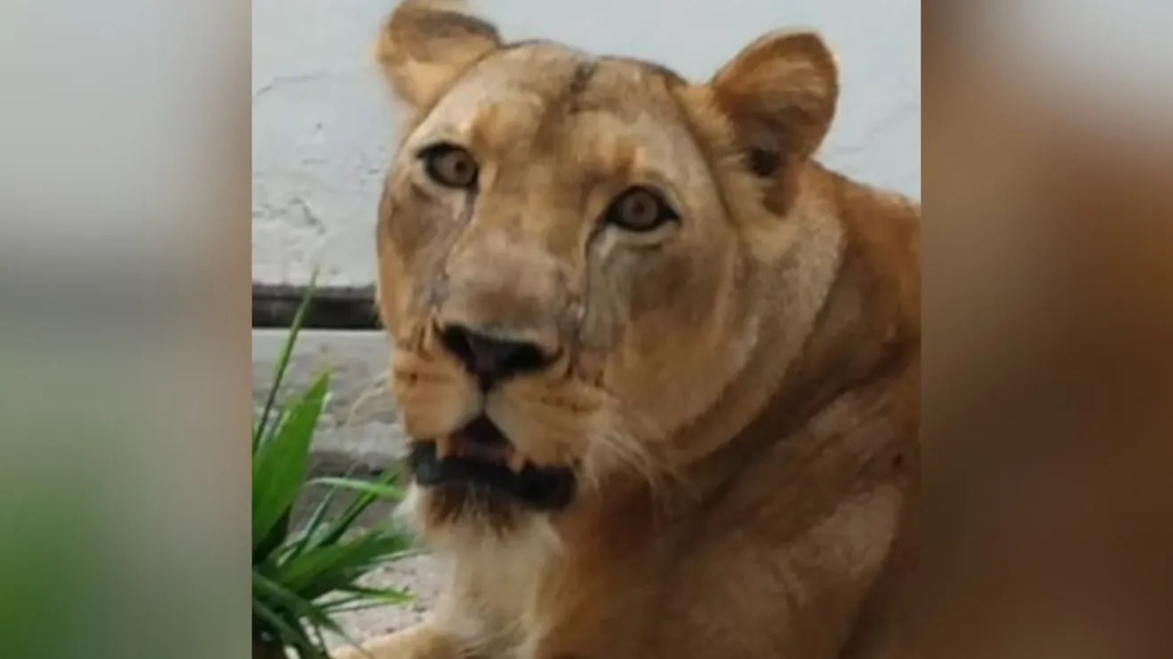 Leoa que matou homem em parque de João Pessoa está bem, afirma veterinário