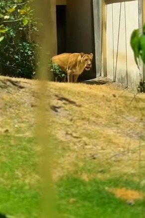 VÍDEO: Leoa volta pela 1ª vez ao local onde matou jovem em zoológico