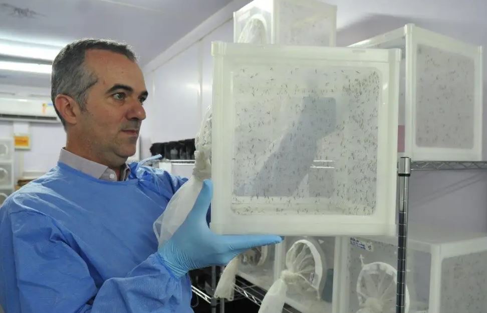 Brasileiro criador do "Aedes" que bloqueia dengue é eleito pela Nature um dos cientistas mais influentes de 2025