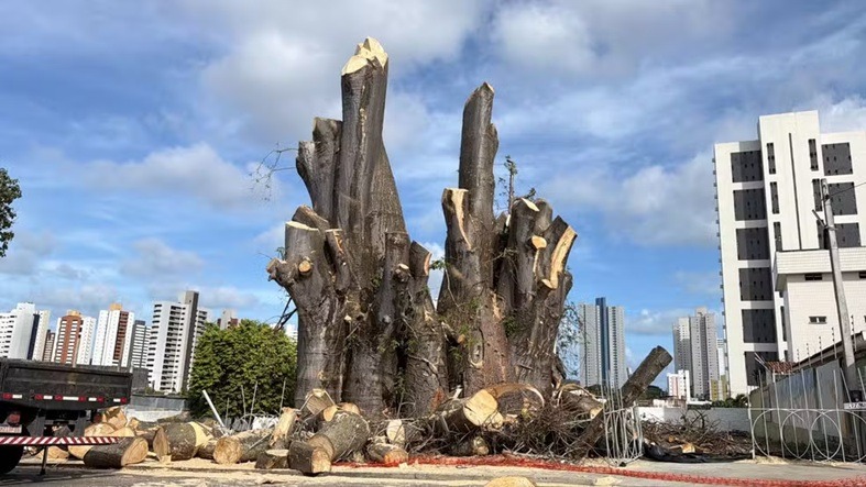 Poda do Baobá do Poeta deve ser finalizada até o fim da semana