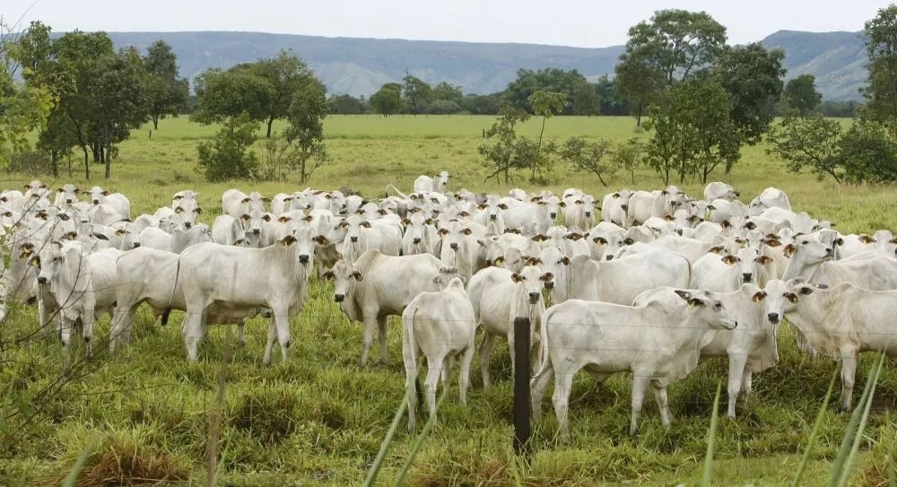 Em feito inédito, Brasil ultrapassa EUA e vira maior produtor de carne bovina do mundo