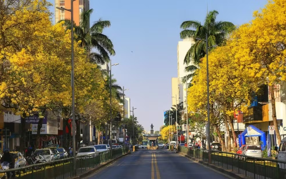 A cidade com mais árvores do mundo fica no Brasil e foi reconhecida pela ONU