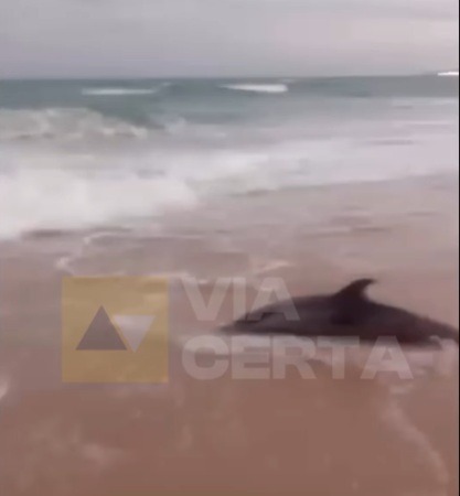 VÍDEO: Golfinhos encalham na praia da Redinha, em Natal