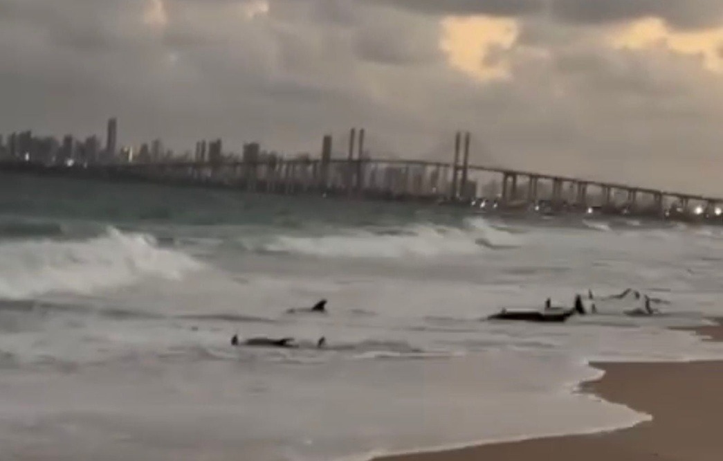 Encalhe de golfinhos na Redinha mobiliza equipes ambientais e termina com um animal morto