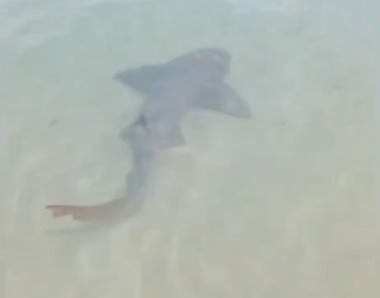 Tubarão é flagrado na beira-mar de Ponta Negra em Natal