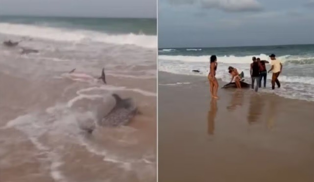 Três golfinhos morrem após ficar engalhados na praia da Redinha Nova