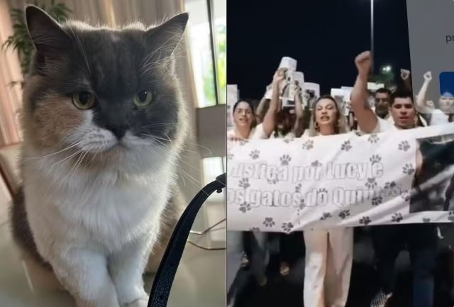 Morte de gata após captura em condomínio gera protesto em Mossoró; tutores pedem investigação