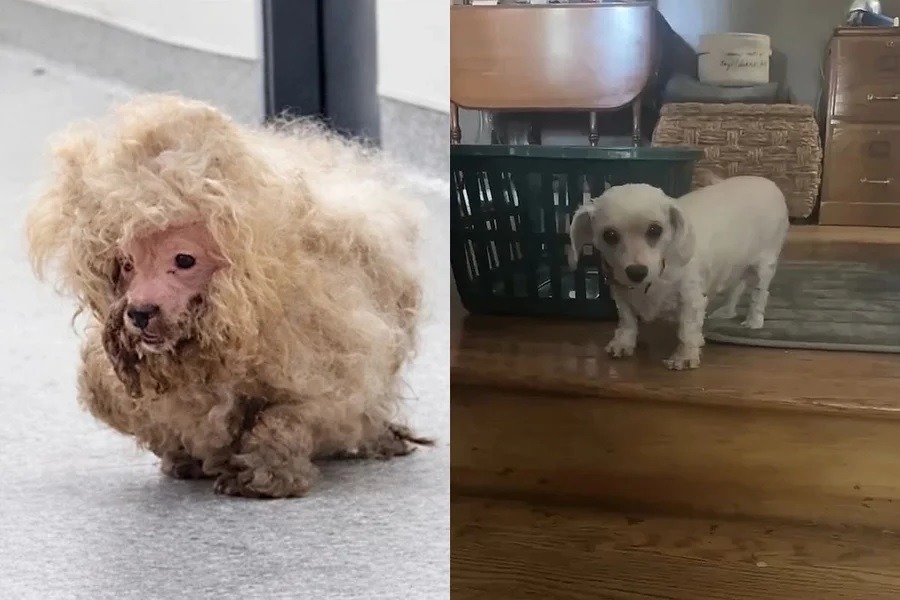 [VÍDEO] Veja o que aconteceu com a cadela resgatada com quase 1 kg de pelo
