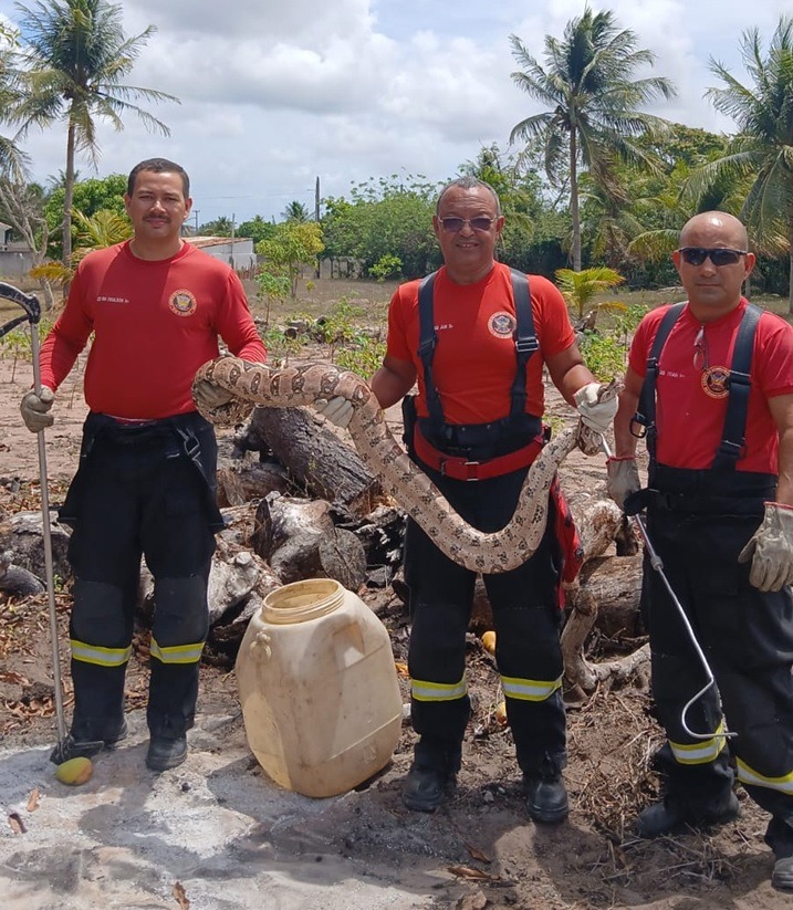 Jiboia de 3 metros é capturada pelos Bombeiros em granja no RN