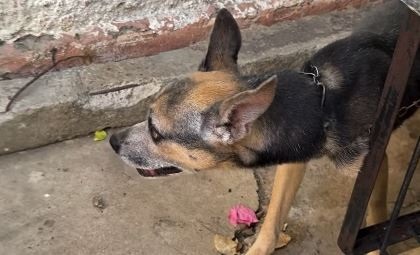 [VÍDEO] Homem é preso por maus-tratos após cachorro morrer de fome e sede em Natal