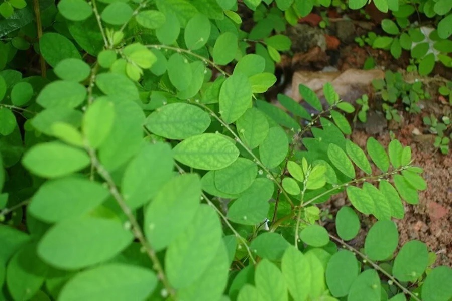 Brasil prepara “remédio natural” contra pedra nos rins para distribuir no SUS e pode mudar tratamento da doença; veja qual...