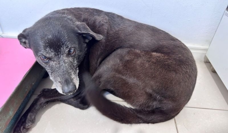 Após a morte brutal do cão Orelha, sua companheira Pretinha é internada em estado grave