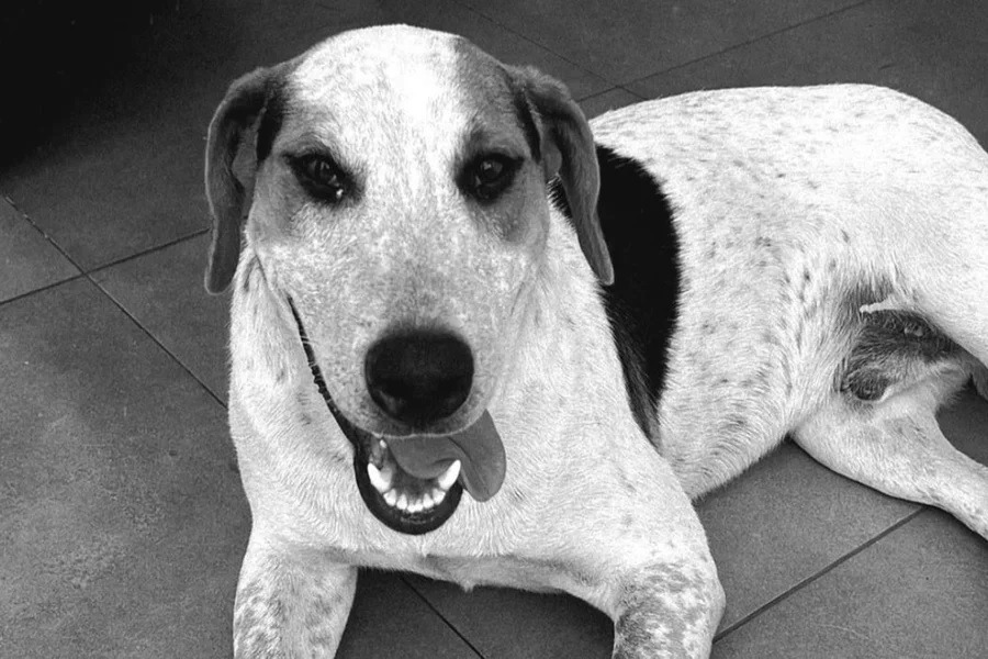 “Não ficará impune”, diz delegado sobre morte de cão comunitário