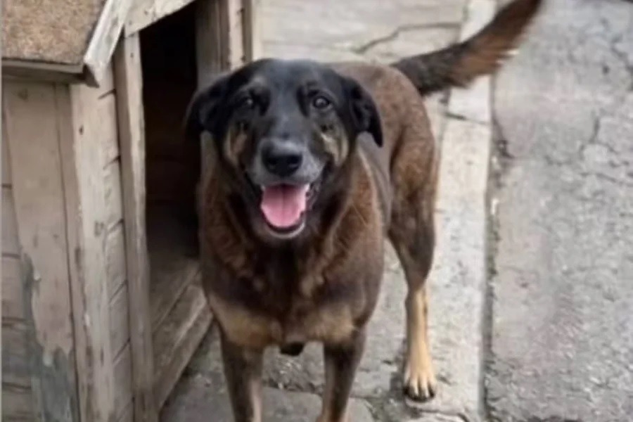 Agressores investigados por matar o cão Orelha já estão no Brasil