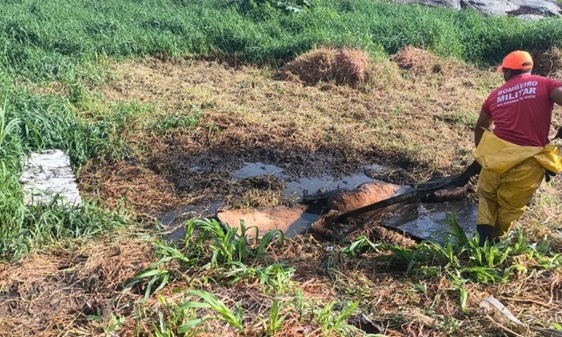 Bombeiros resgatam cavalo preso na lama na região do Seridó