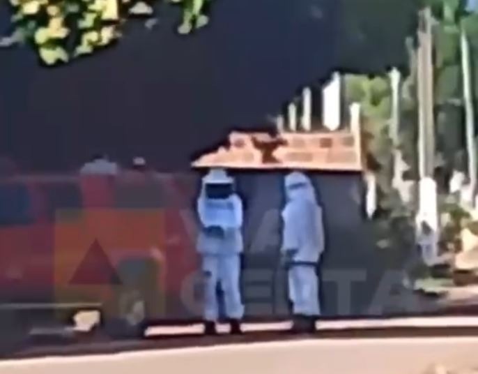 Idosa morre em ataque de abelhas e bebê de 8 meses fica internado com mais de 250 ferroadas no RN