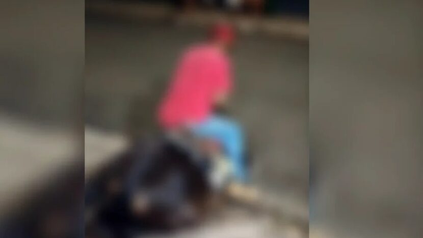 Cavalo cai após sinais de exaustão e Polícia Civil apura suspeita de maus-tratos