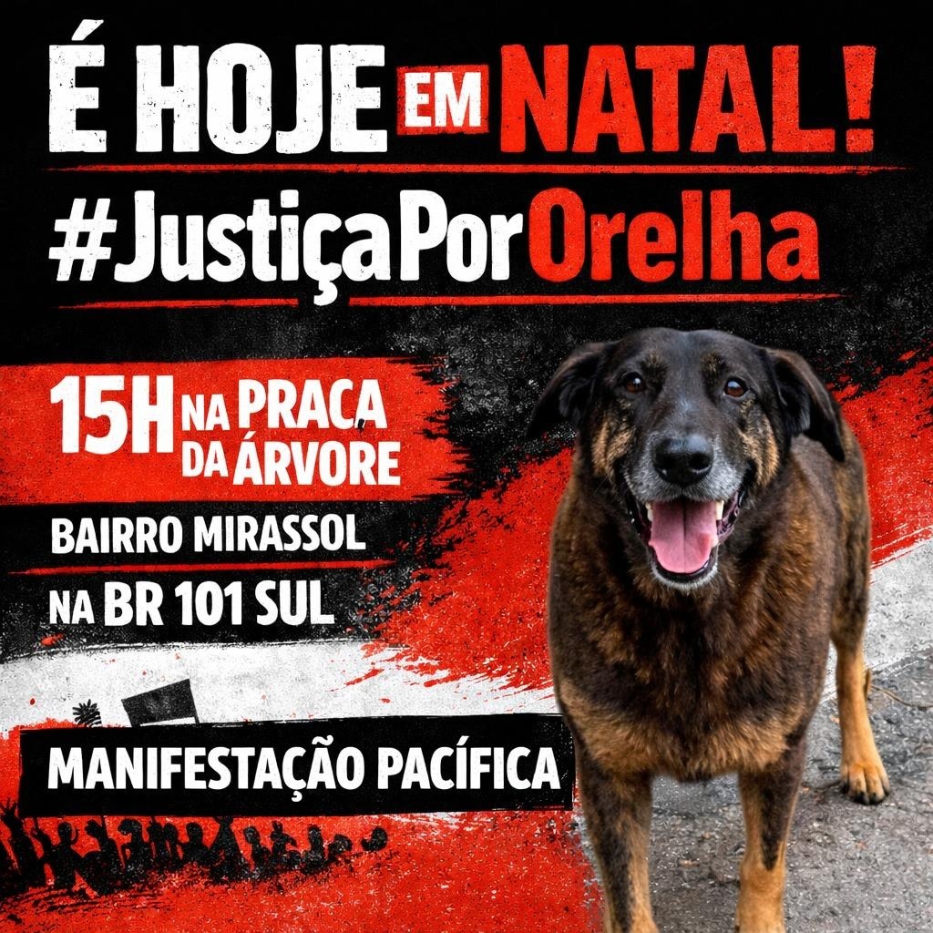 Justiça por Orelha: Ato em Natal neste domingo (1º) cobra punição por morte brutal de cão comunitário 