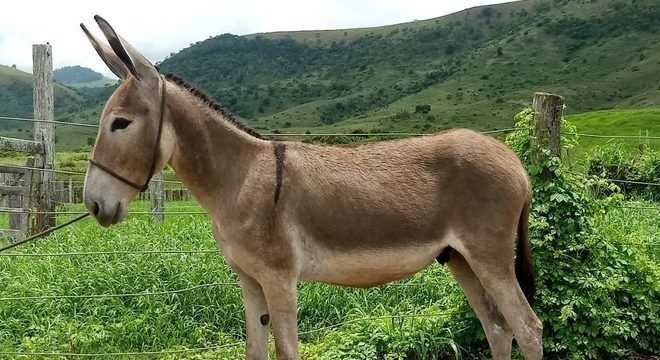 Idosa morre após ser atingida por coice de jumento no interior do RN