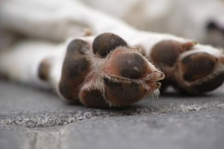  Homem é condenado a prisão por maus-tratos a 13 cães e 6 gatos no RN