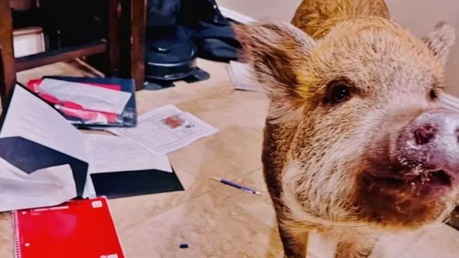 “Meu porco comeu a tarefa”: aluna tem dever destruído pela própria pet
