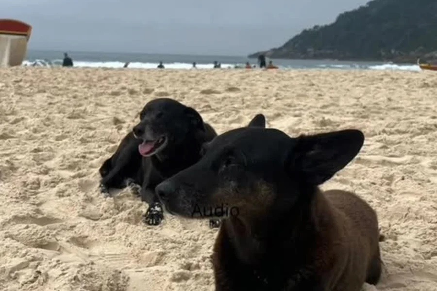 Pretinha, companheira de cão Orelha, morre após dias de internação