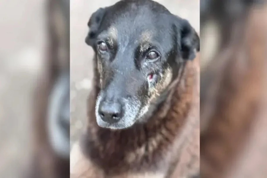 Corpo de cão Orelha é exumado; perícia pode revelar detalhes da morte