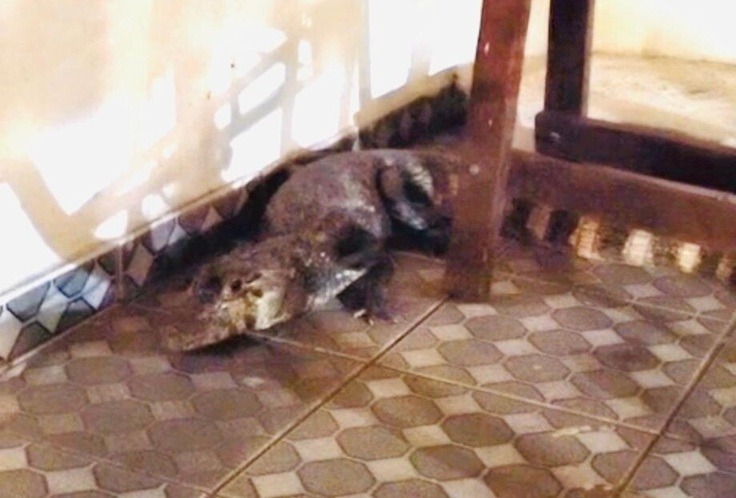 Morador chega em casa e encontra jacaré na garagem