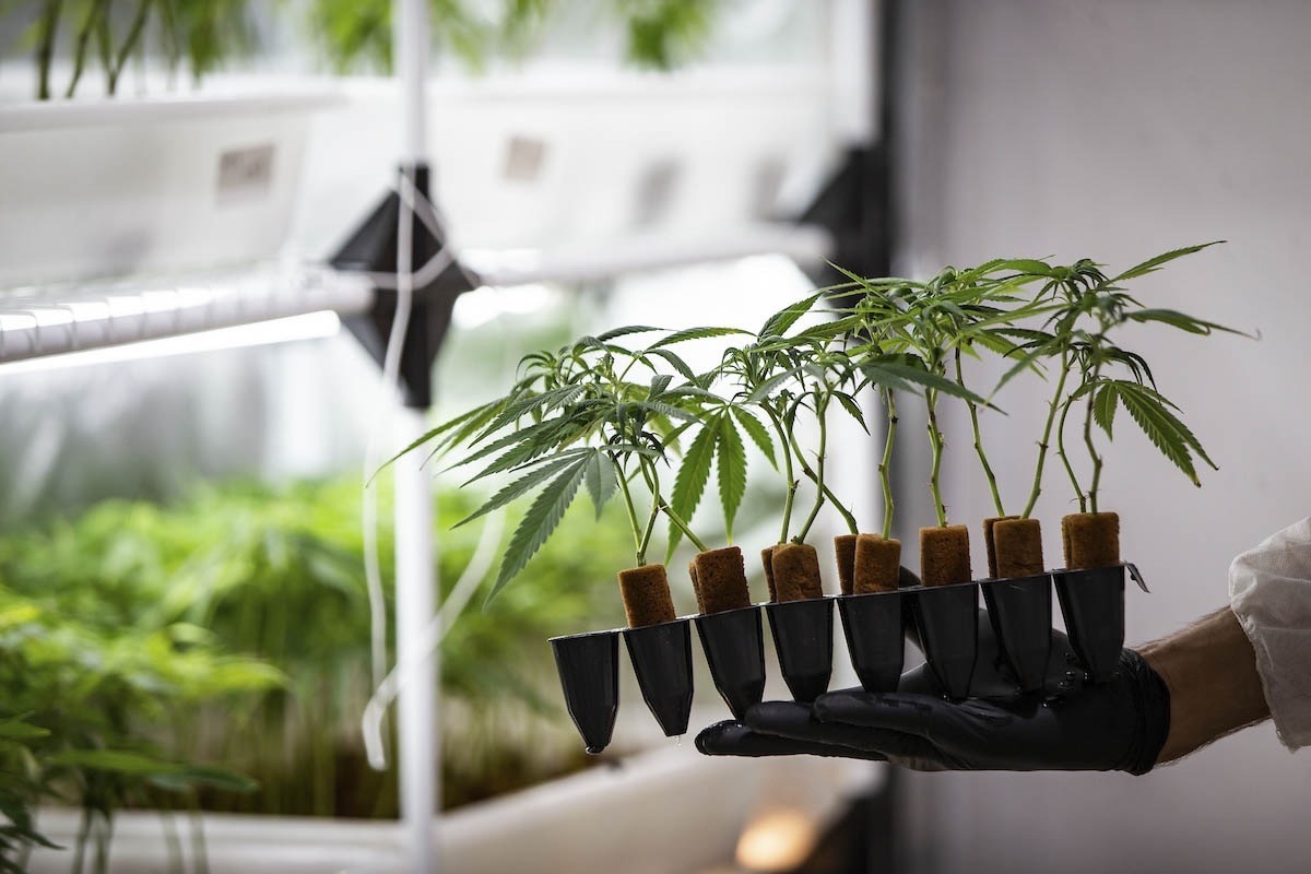 UFRN inicia cultivo de cannabis para pesquisa