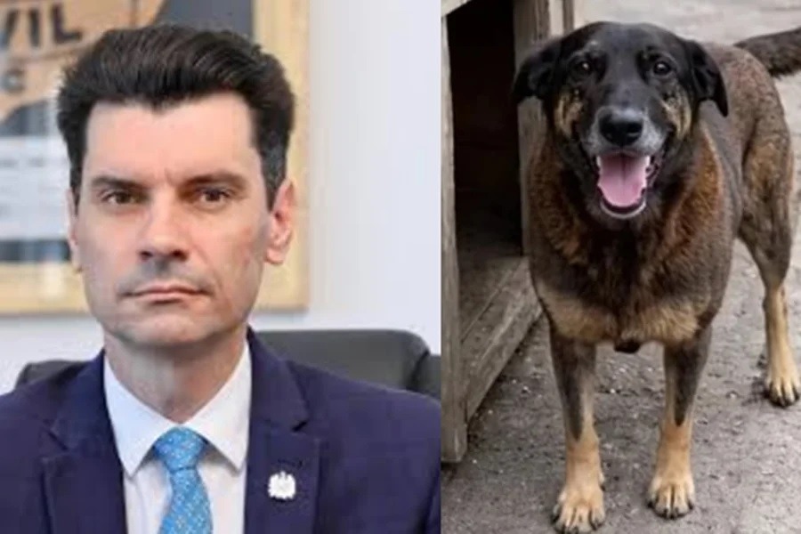 Após polêmica do cão Orelha, delegado se afasta para fazer campanha