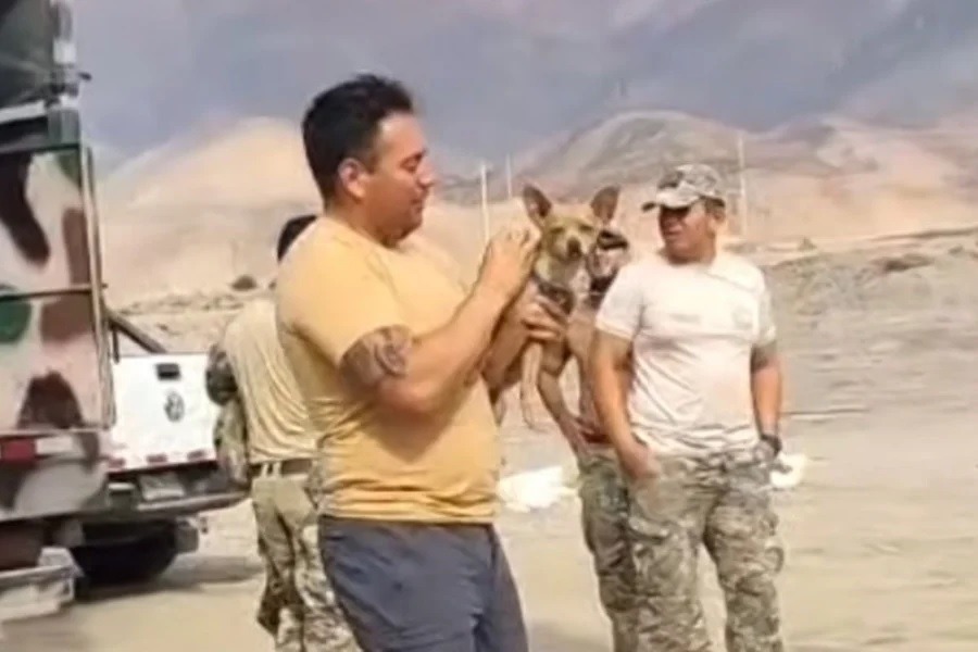 Cachorro sobrevive à queda de helicóptero que matou 15 pessoas