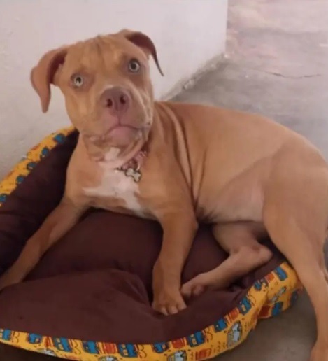 Empresário da ‘picape voadora’ é suspeito de atropelar e matar cachorro no Ceará