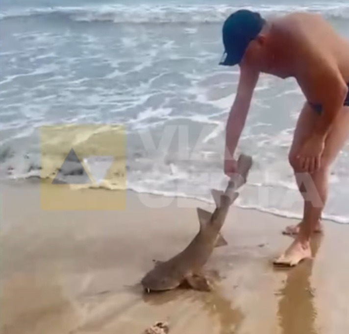 Tubarão-lixa é encontrado na faixa de areia em praia de Rio do Fogo