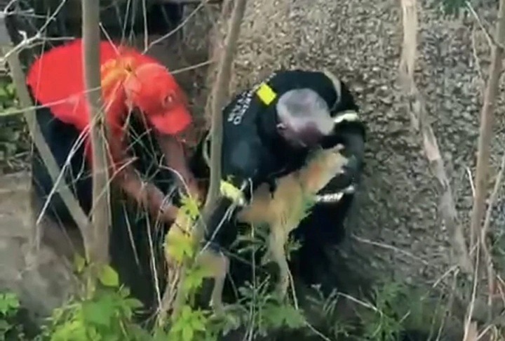 VÍDEO: Cachorro preso em desfiladeiro é resgatado por bombeiros às margens de rodovia no RN