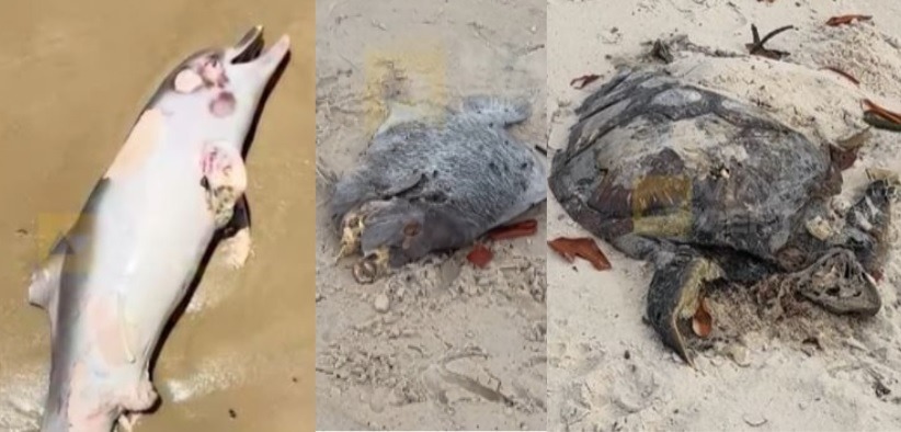 [VÍDEO] Animais marinhos aparecem mortos na praia da Redinha Nova e moradores cobram explicações