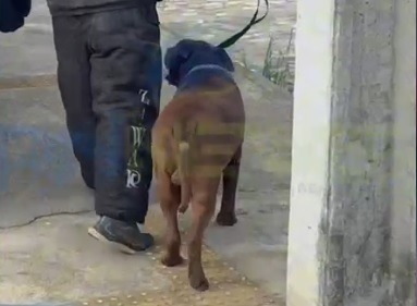 [VÍDEO] Pitbull que matou idoso é resgatado por adestrador e será levado para lar temporário em Natal
