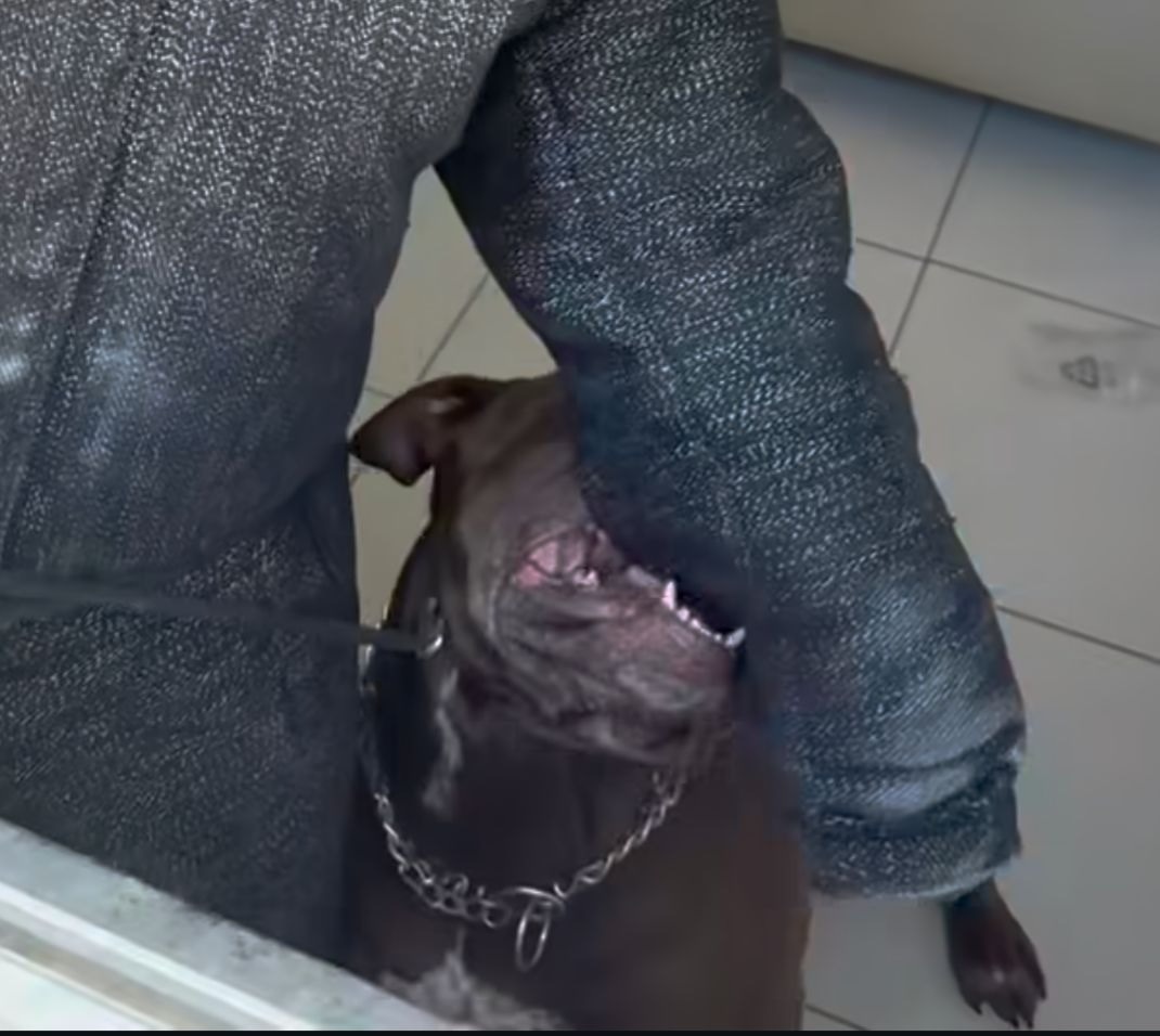 Adestrador que resgatou pitbull relata medo ao avaliar animal: “Nunca vi algo assim, uma energia muito pesada”