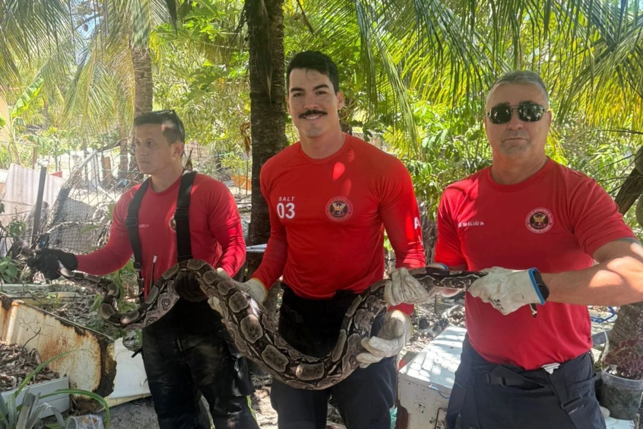 Bombeiros resgatam jiboia na Zona Norte de Natal